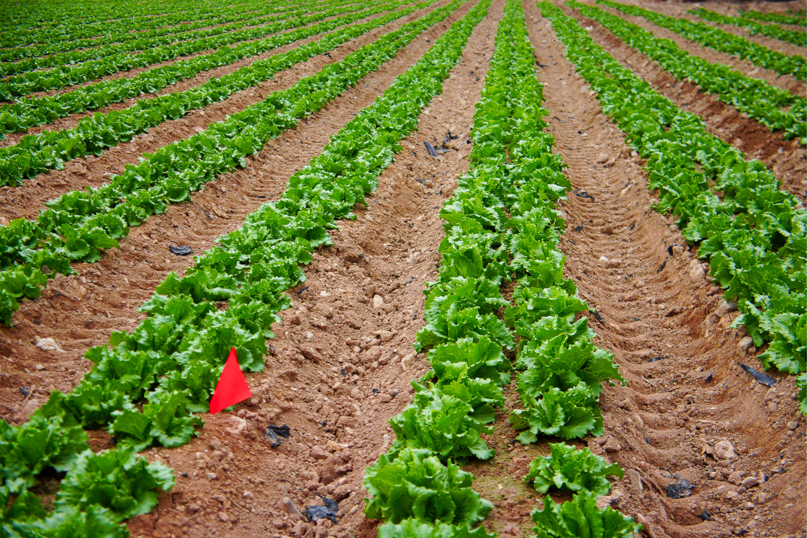 agricultura con dron