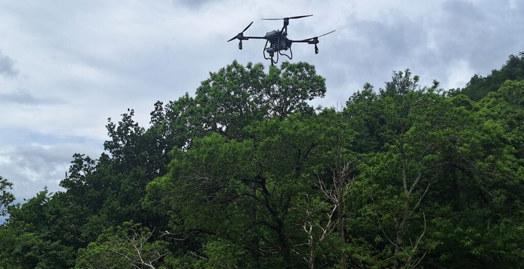 Tratamiento drone en castaños