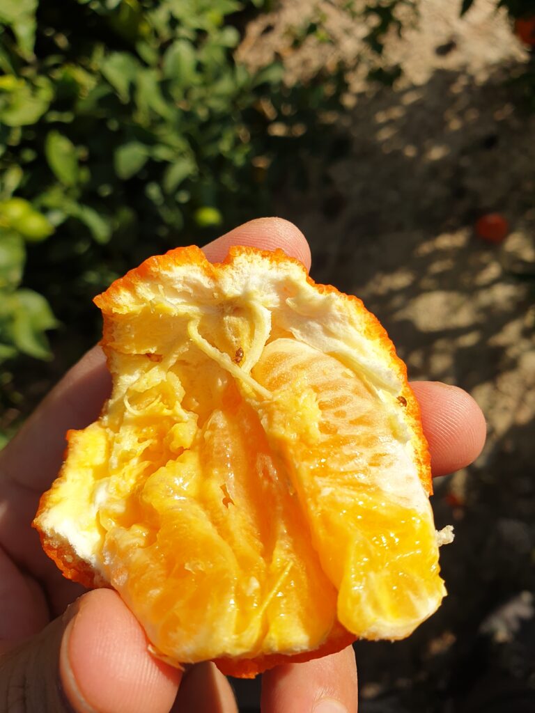 naranja afectada por ceratitis capitata