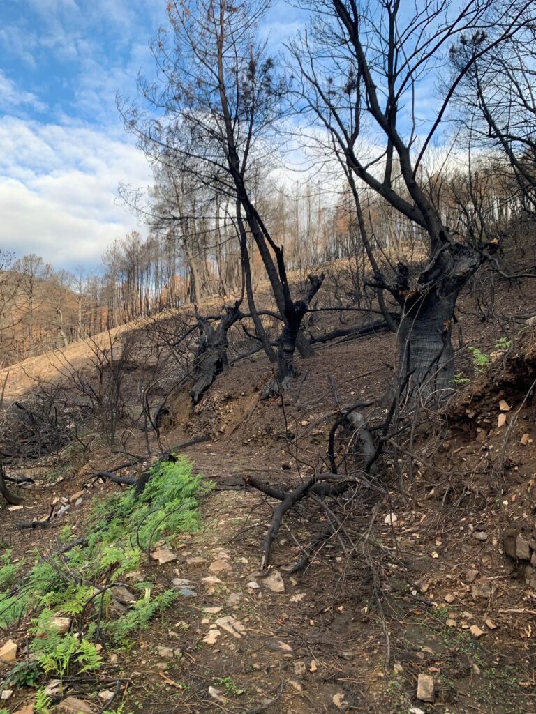 <!-- Imagen sugerida: primer plano de suelo quemado con cenizas y restos vegetales -->