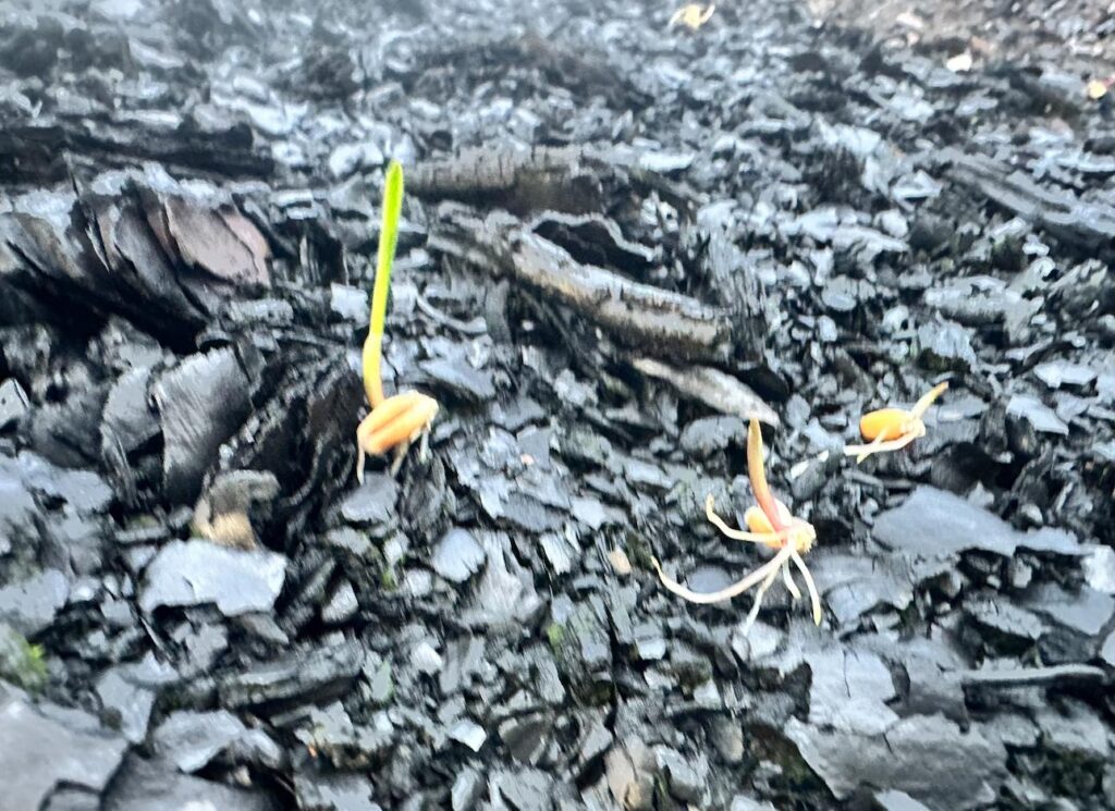 <!-- Imagen sugerida: superficie cubierta por gramíneas jóvenes -->