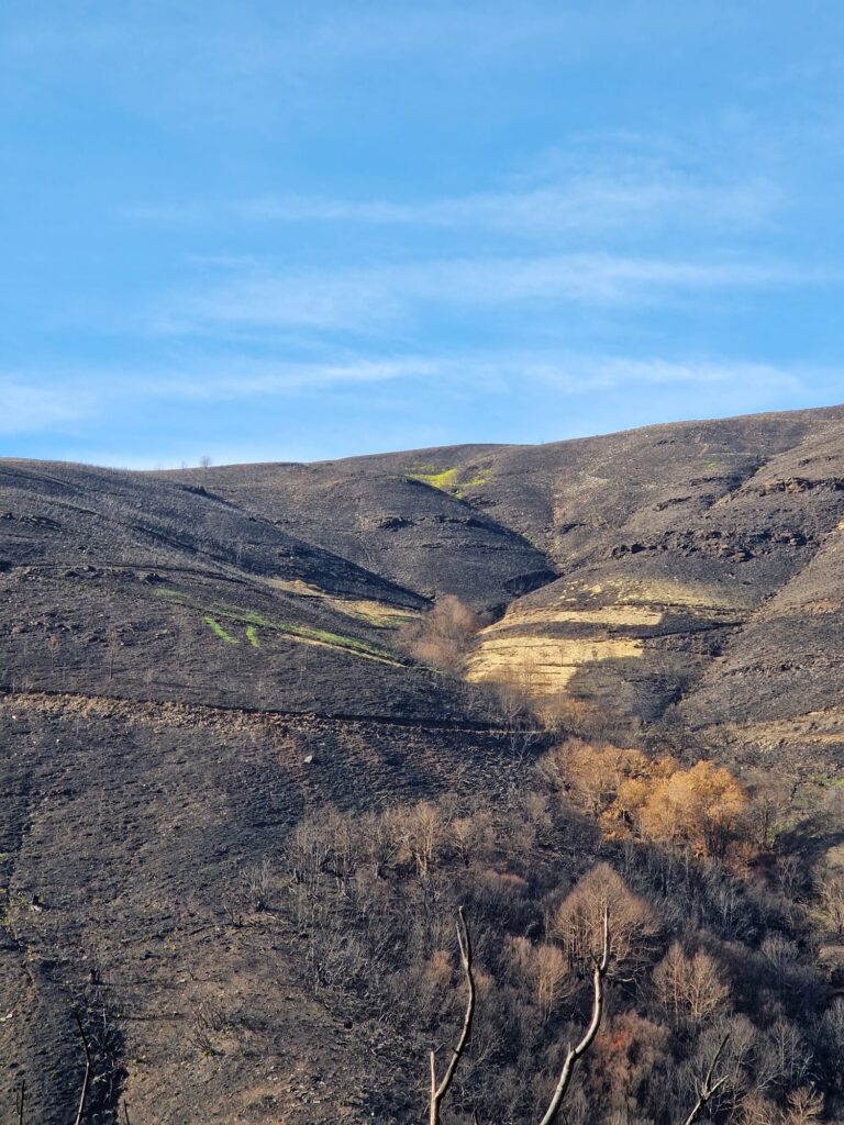 Imagen sugerida: vista aérea de un monte gallego quemado con contraste de zonas verdes -->