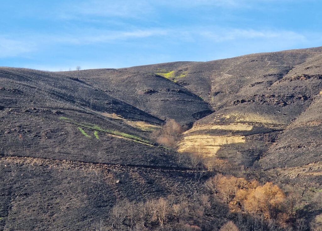 Vista aérea de un monte gallego quemado con contraste de zonas verdes