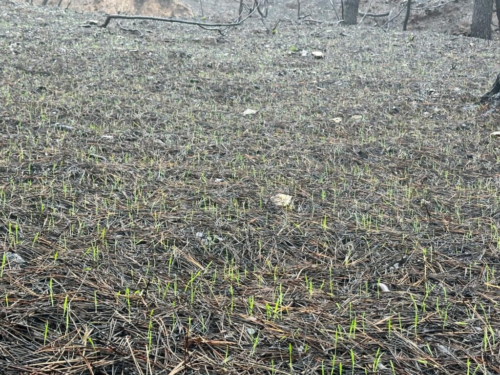 <!-- IMAGEN --> <!-- Imagen sugerida: pequeños brotes verdes emergiendo entre cenizas -->